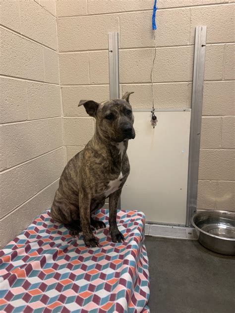 Carter county animal shelter - Meet Rose!!! This girl is the absolute best house pup. House broke and friendly with cats and other dogs. Loves to lay in her bed and be spoiled all day.